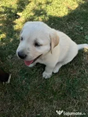 Labrador pui Radauti 