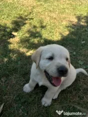 Labrador pui Radauti 
