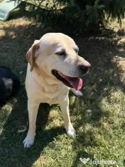 Labrador pui Radauti 