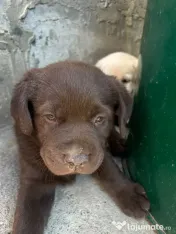 Labrador pui Radauti 