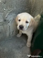 Labrador pui Radauti 