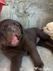 Labrador pui Radauti 