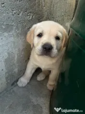 Labrador pui Radauti 