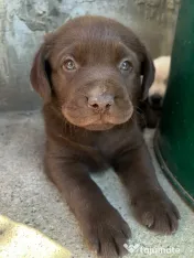 Labrador pui Radauti 