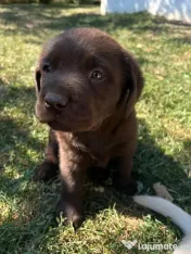 Labrador pui Radauti 