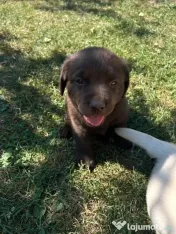 Labrador pui Radauti 