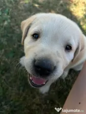 Labrador pui Radauti 