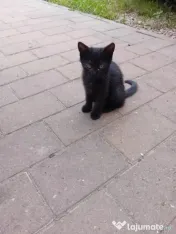 Pisici de adoptat 