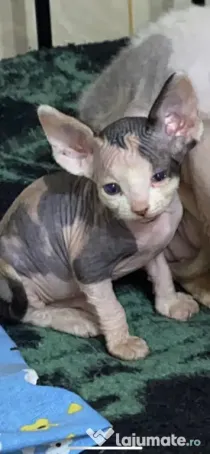 Vând pisici sfinx Sphynx