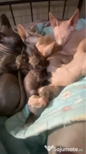 Vând pisici sfinx Sphynx 