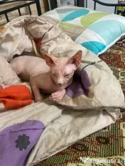 Vând pisici sfinx Sphynx 