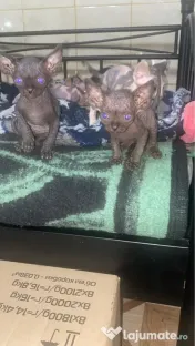 Vând pisici sfinx Sphynx 