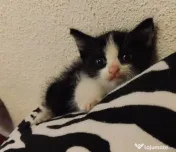 Pisicuta metis Bombay cu Angora pui adoptie