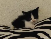 Pisicuta metis Bombay cu Angora pui adoptie