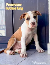 Mascul Amstaff cu pedigree 