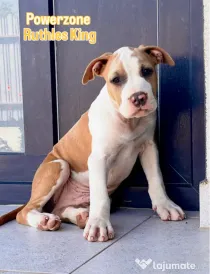 Mascul Amstaff cu pedigree