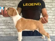 Mascul Amstaff cu pedigree 