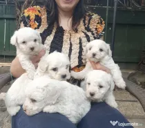 Catei bichon f. frumosi