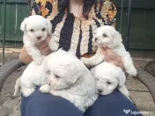 Catei bichon f. frumosi 