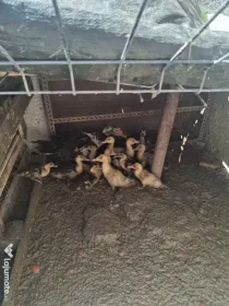 Rata cu boboci de vanzare