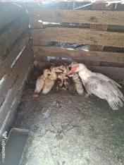 Rata cu boboci de vanzare 