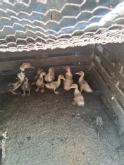 Rata cu boboci de vanzare 