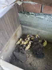 Rata cu boboci de vanzare 