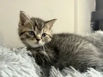 Pui de pisică British shorthair
