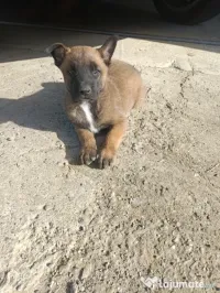 Catel malinois-belgian