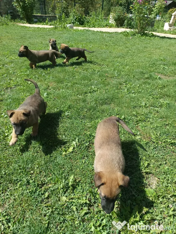Catel malinois-belgian