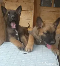 Catel malinois-belgian