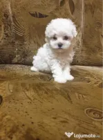 Bichon frise