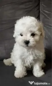 Bichon frise 