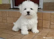 Bichon frise 