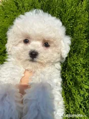 Bichon frise 