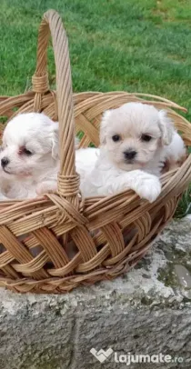 Bichon maltez maltesse mini