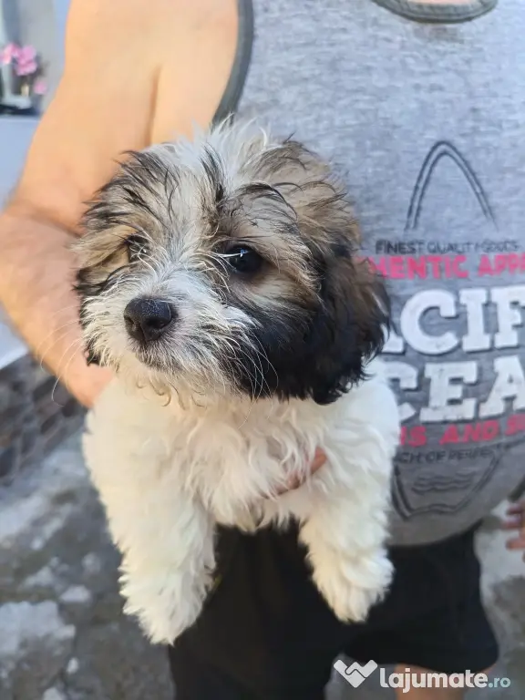 Bichon maltez talie mică (fată)