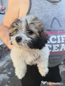 Bichon maltez talie mică (fată)
