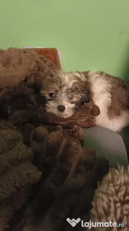 Bichon maltez talie mică (fată)