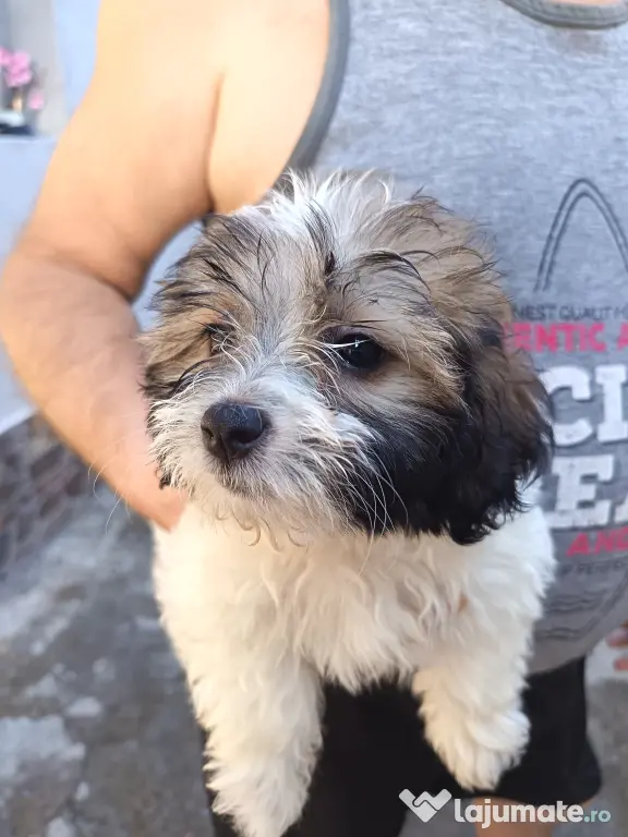 Bichon maltez talie mică (fată)