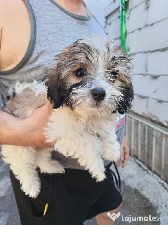 Bichon maltez talie mică (fată)