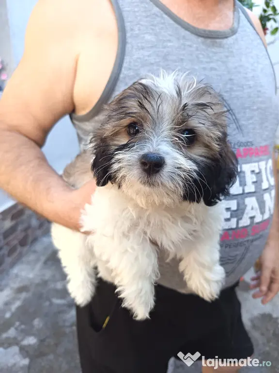Bichon maltez talie mică (fată)