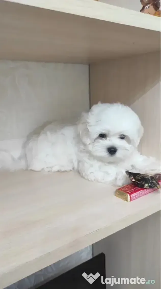 Bichon maltez mini toy