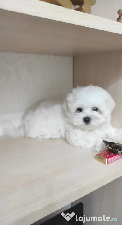 Bichon maltez mini toy