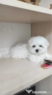 Bichon maltez mini toy