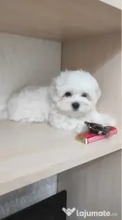 Bichon maltez mini toy