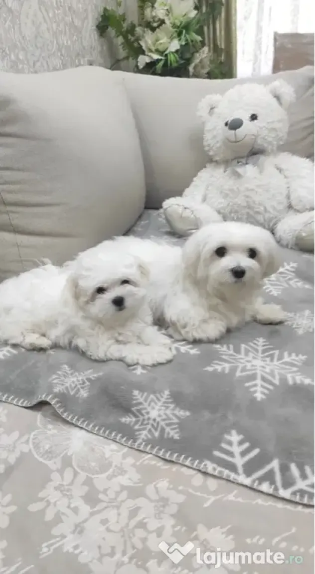 Bichon maltez mini toy