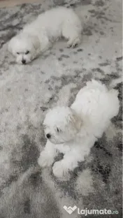 Bichon maltez mini toy