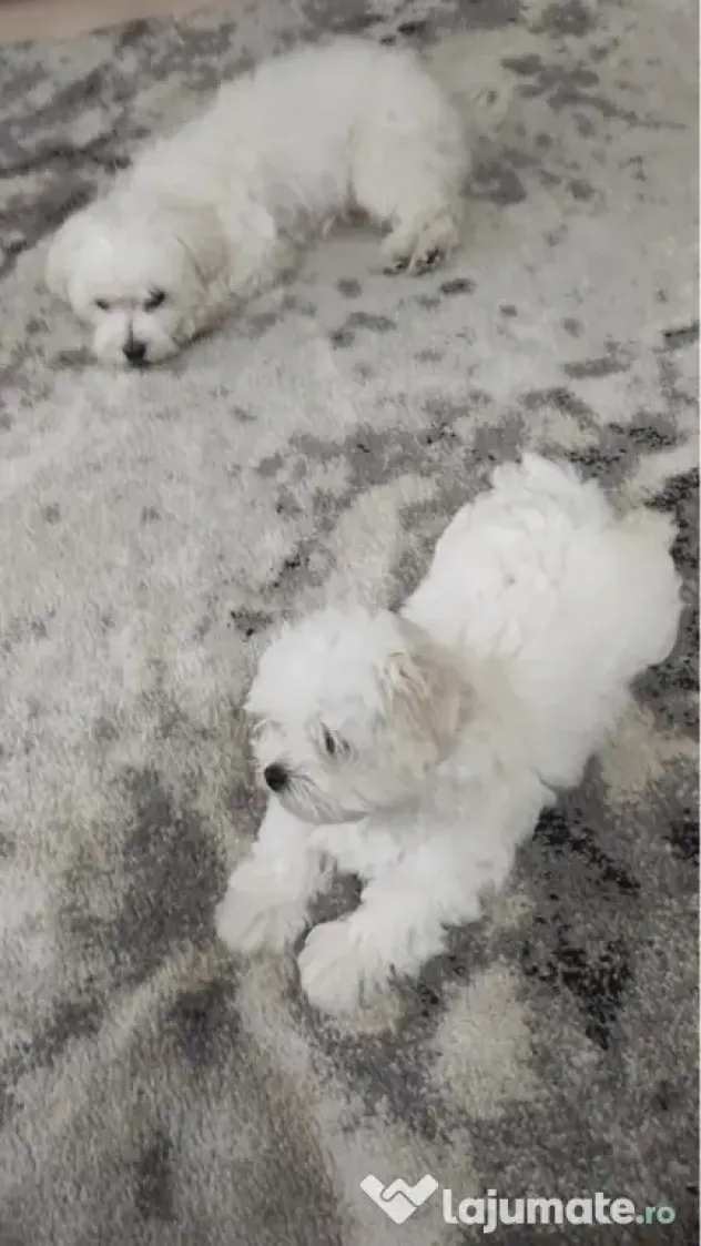 Bichon maltez mini toy