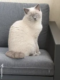 Motan British shorthair